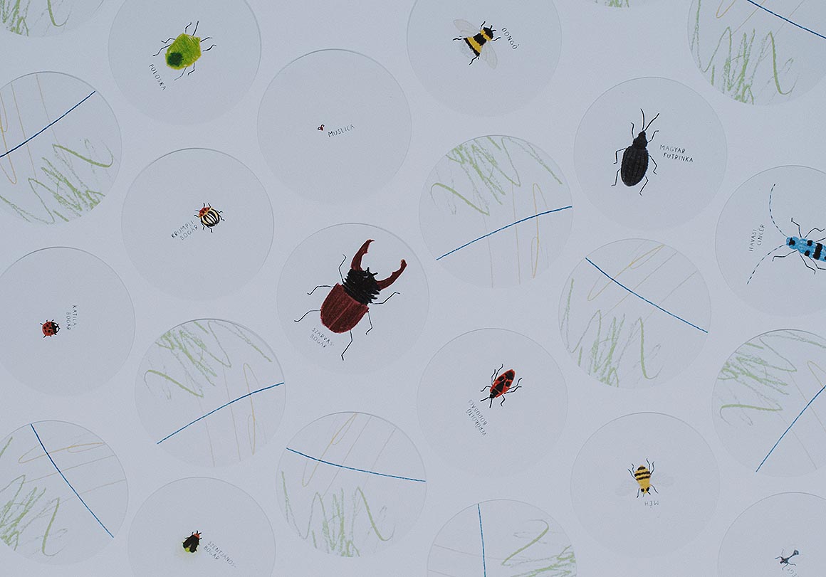 Rovargyűjtemény memóriajáték